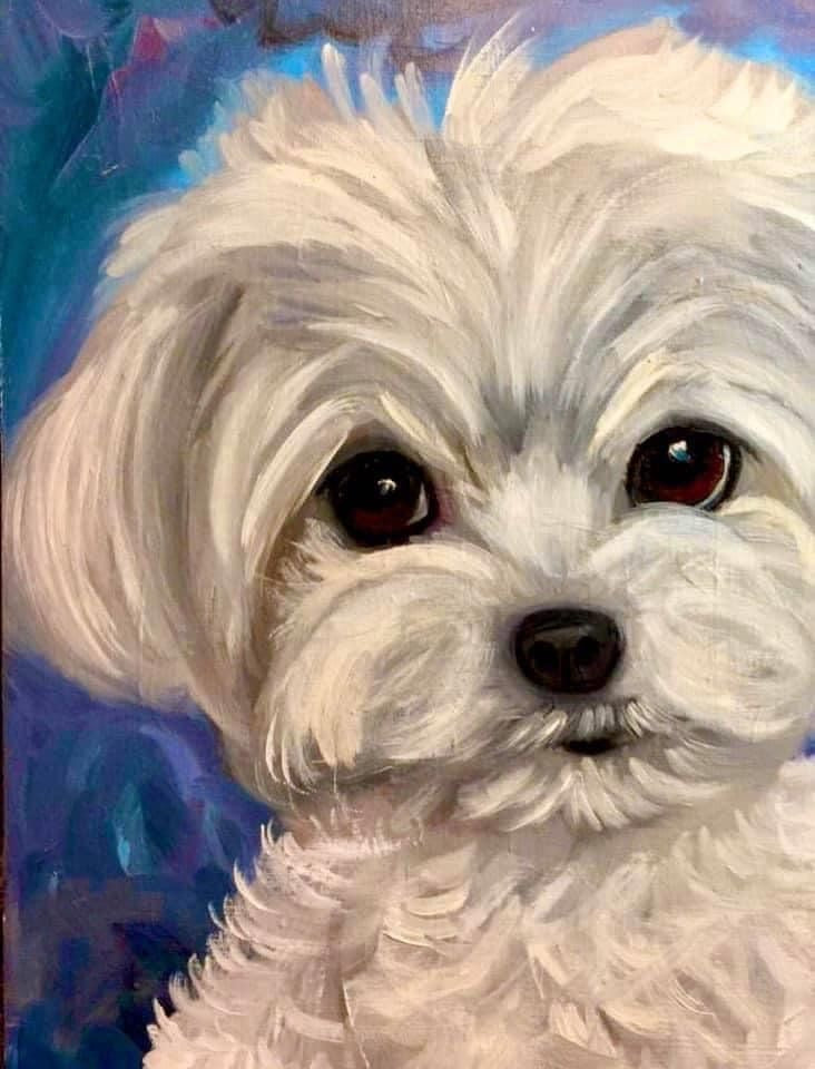 Sweet Maltese